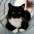 Profile picture of GATONINE
