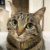 Catt