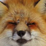 The Foxo was on a stroll then he got fat by eatting the loaf