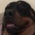 Profile picture of LeoKrasher