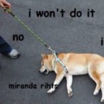 Doge199