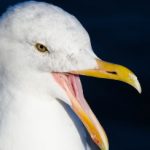Larus Occidentalis
