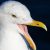 Profile picture of Larus Occidentalis