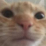 Profile picture of SpeedDXH