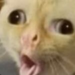 Profile picture of kechupguy1