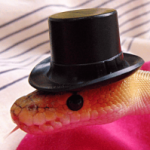 Profile picture of Top Hat Python