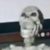 Profile picture of Sauxh