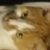 Profile picture of MacNcheese452