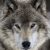 Profile picture of Fervor
