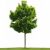 Profile picture of Tree