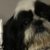 Profile picture of AnimaTheo