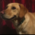 Profile picture of B Jewjiat