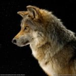 Profile picture of Wolf