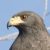 Profile picture of HAWK