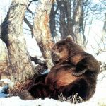 Group logo of Winter Bears