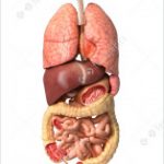 Group logo of The human organs maker
