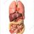 Group logo of The human organs maker