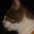 Cool Cat Club (CCC)