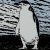 Group logo of penguin go brrr
