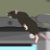 (Dead) Catch The Rat Collab