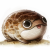 The Frog Appreciation Group