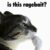 Is this ragebait